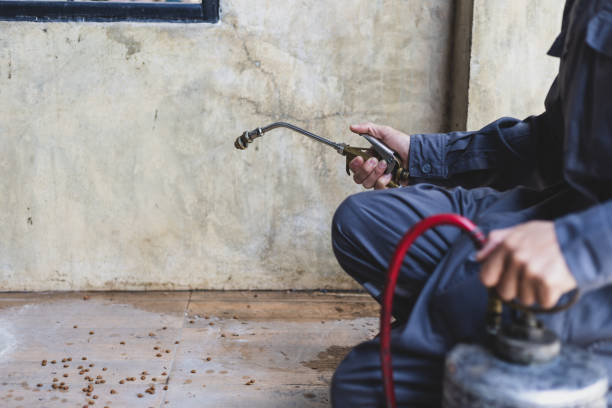 Wasp Removal Services in Roseland, NJ